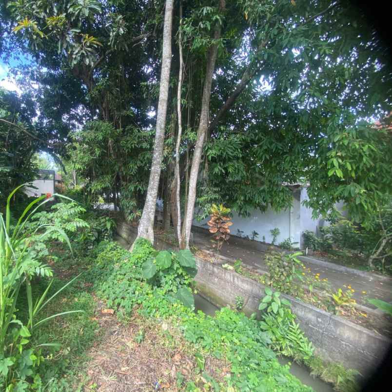 dijual tanah raya canggu