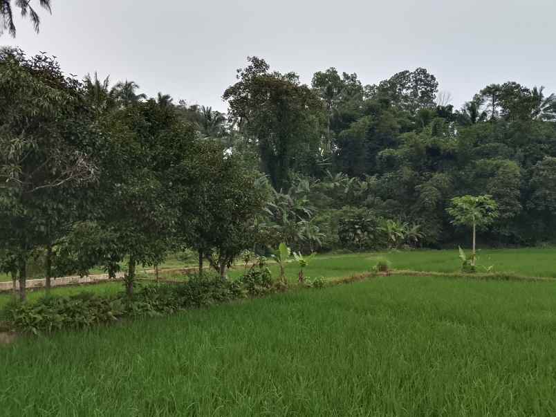 sawah produktif dekat sungai view bagus subang
