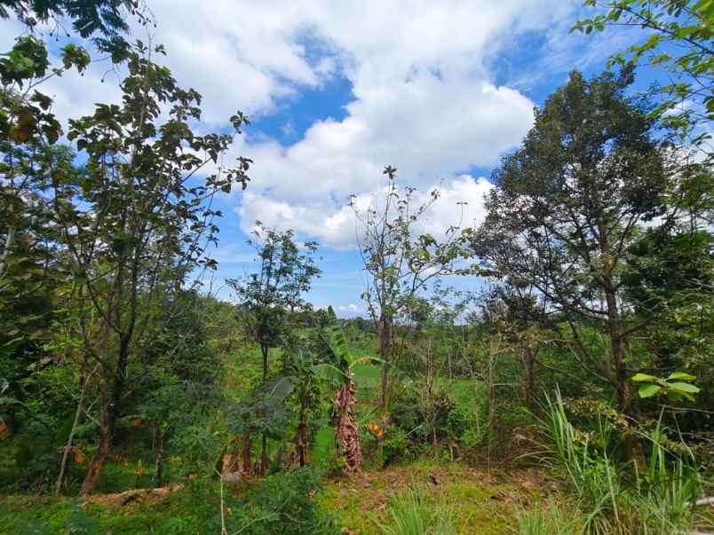 tanah 750m cocok untuk villa ngargoyoso karanganyar