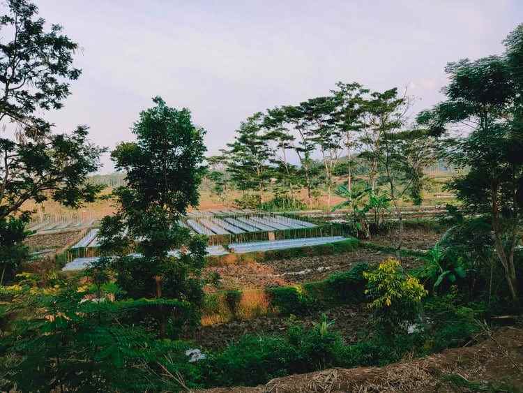 tanah barat kantor pertanian