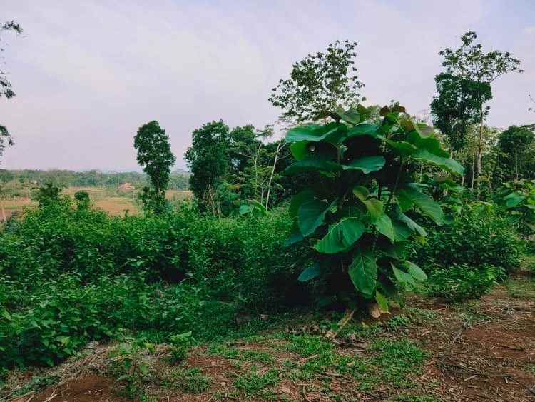 tanah barat kantor pertanian