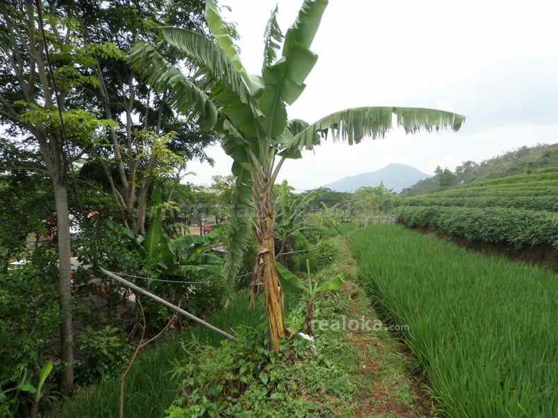 tanah cicalengka rancaekek