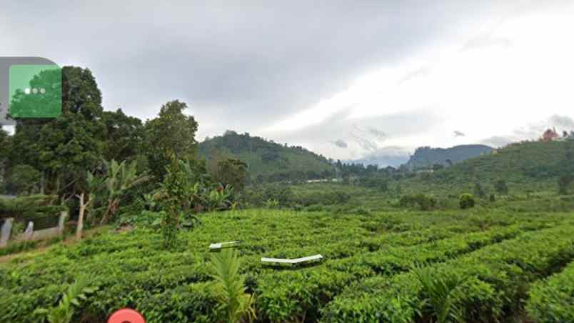 tanah daerah ciater view perkebunan teh subang