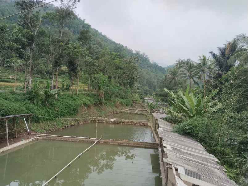 tanah dan bangunan kolam ikan subang jawa barat