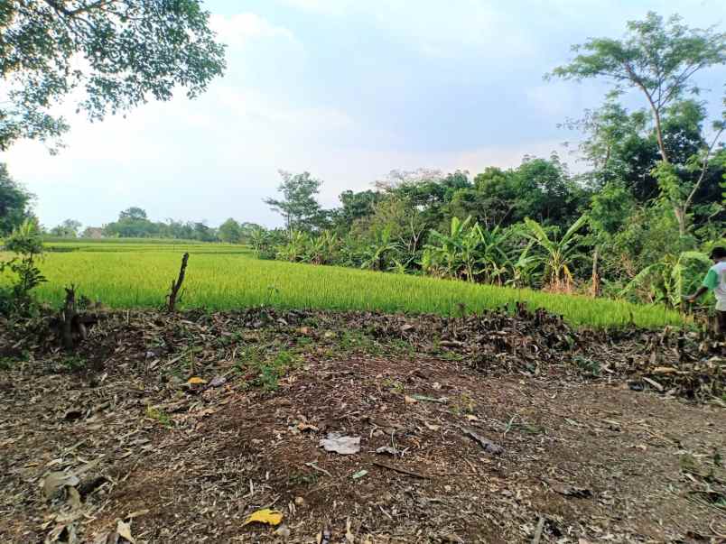 tanah datar strategis kedawung sragen