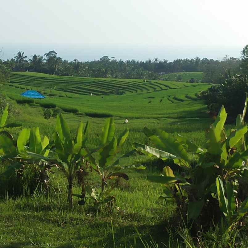 tanah desa lumbung selemadeg