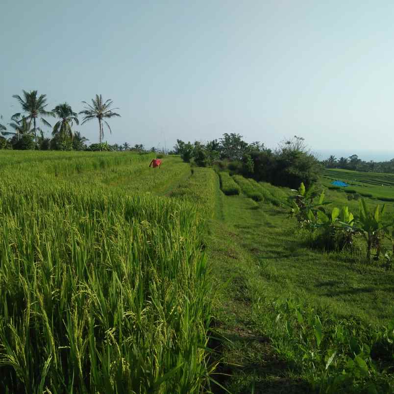 tanah desa lumbung selemadeg