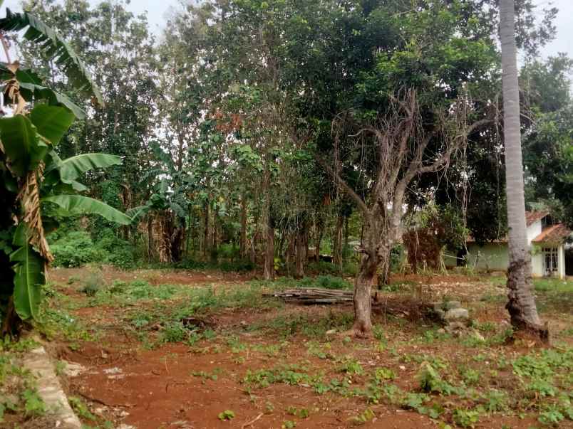 tanah di langkapura luas 1524m