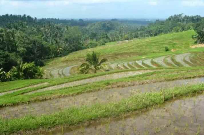 tanah gunung salak selemadeg