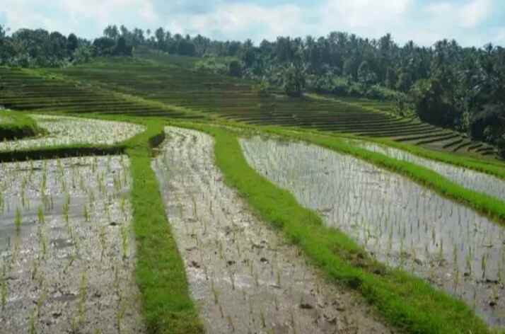 tanah gunung salak selemadeg