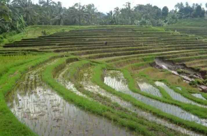 tanah gunung salak selemadeg