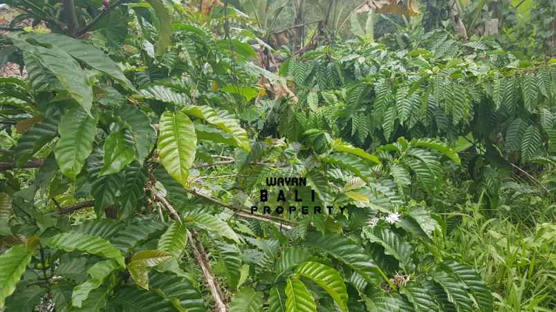 tanah jl banjar surabrata