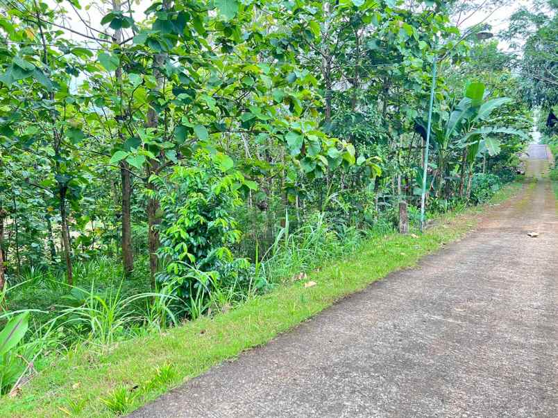 tanah kebun jati 1517m karanganyar