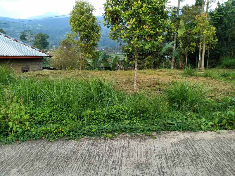 tanah kemuning ngargoyoso