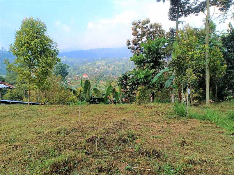 tanah kemuning ngargoyoso