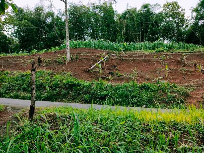 tanah kerjo karanganyar