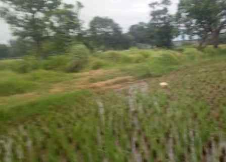 tanah komersil 5 hektar cileungsi bogor