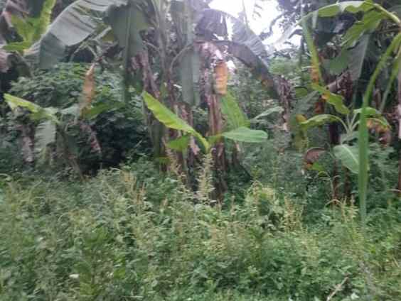 tanah komersil 5 hektar cileungsi bogor