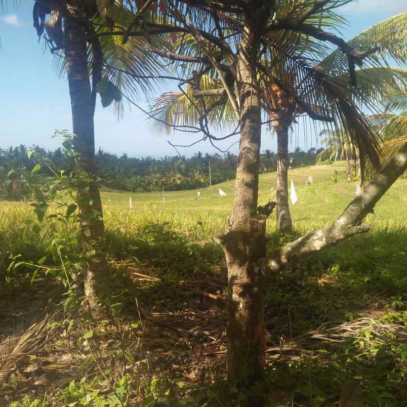 tanah lumbung selemadeg tabanan bali