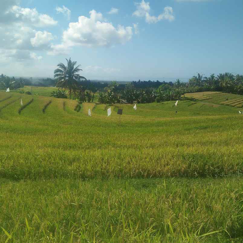tanah lumbung selemadeg tabanan bali