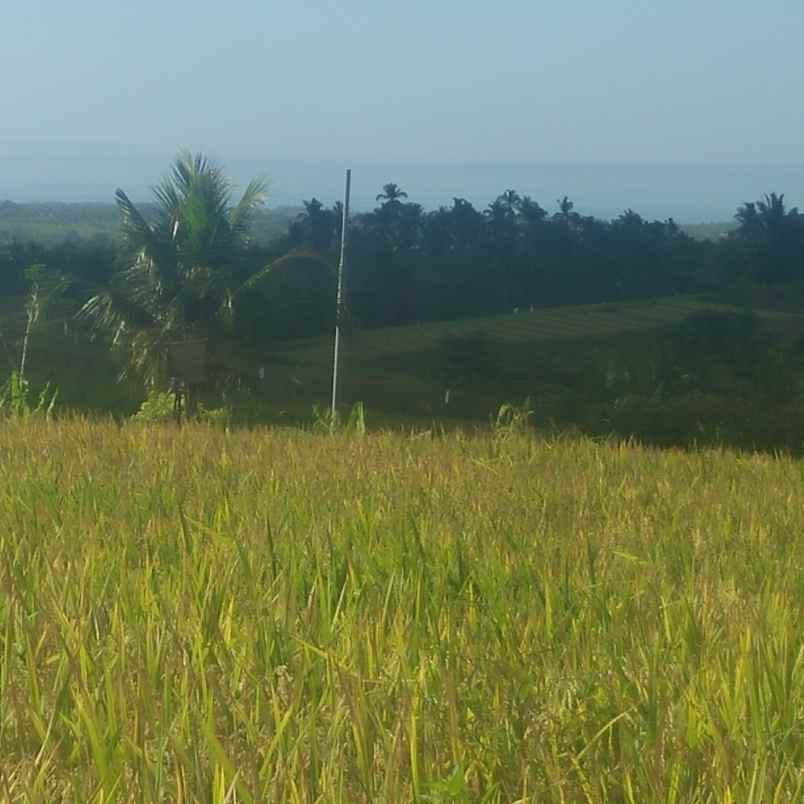 tanah lumbung selemadeg tabanan bali