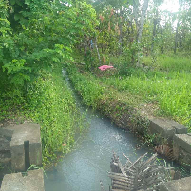 tanah lumbung selemadeg tabanan bali