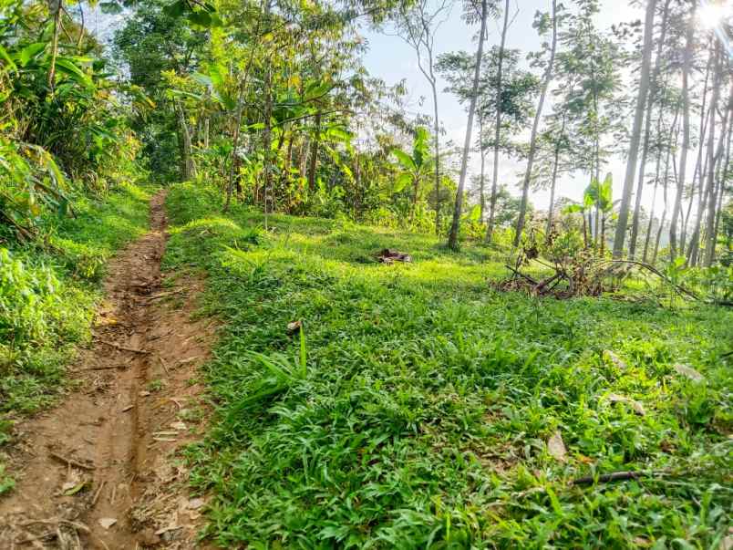 tanah murah 99 juta dekat candi cetho kemuning