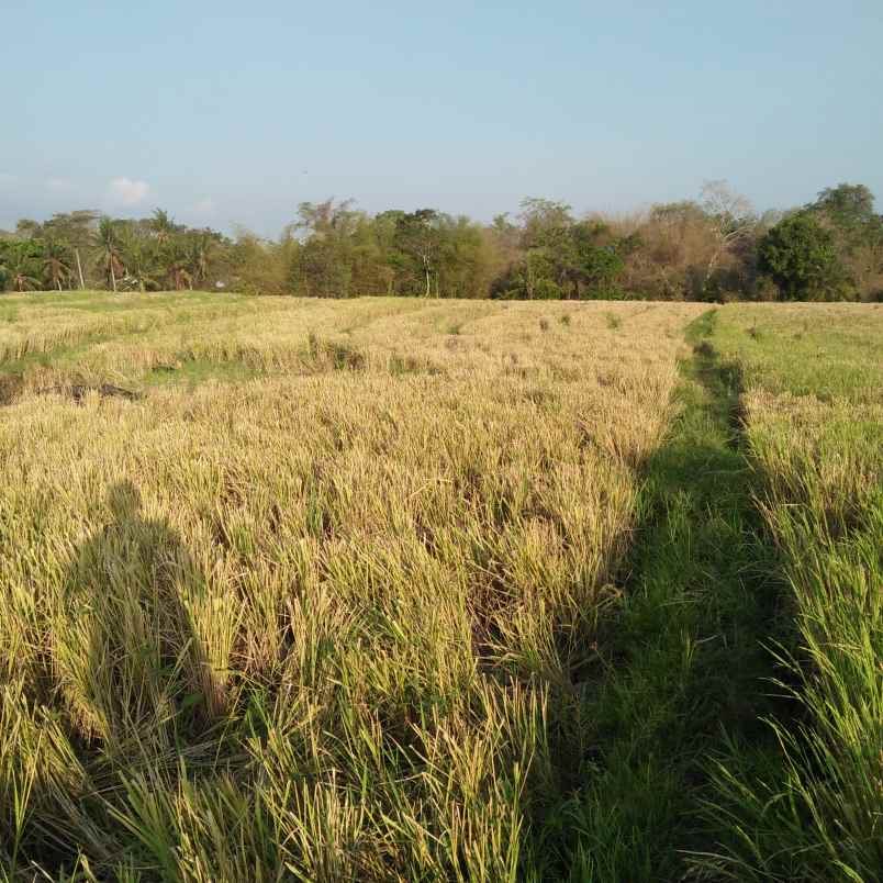 tanah pantai bebali selemadeg
