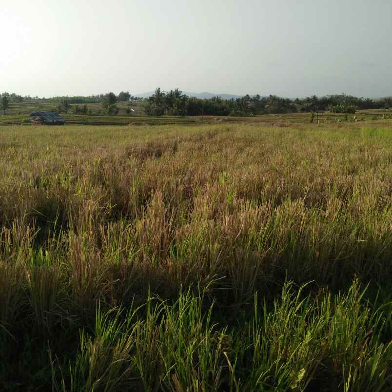 tanah pantai bebali selemadeg