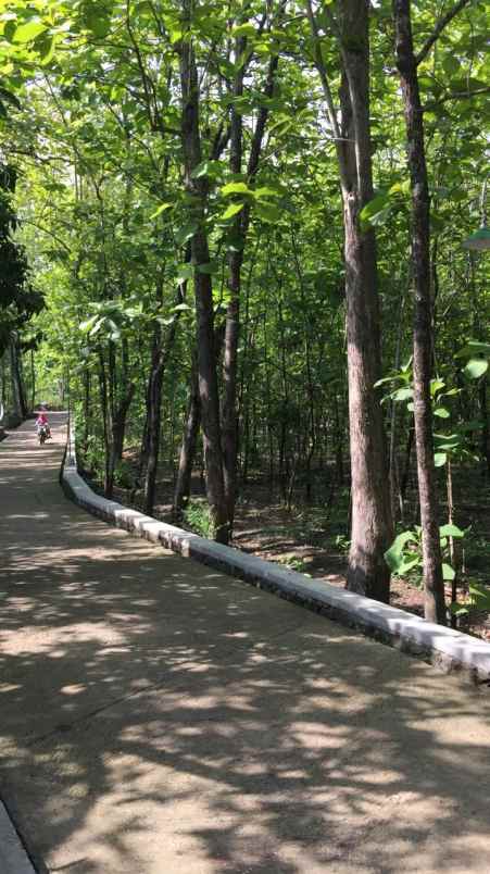 tanah pekarangan pohon jati bayat klaten