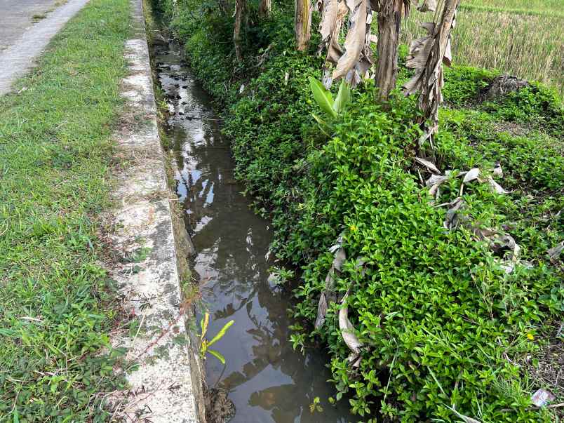 tanah sawah subur 3681m matesih karanganyar