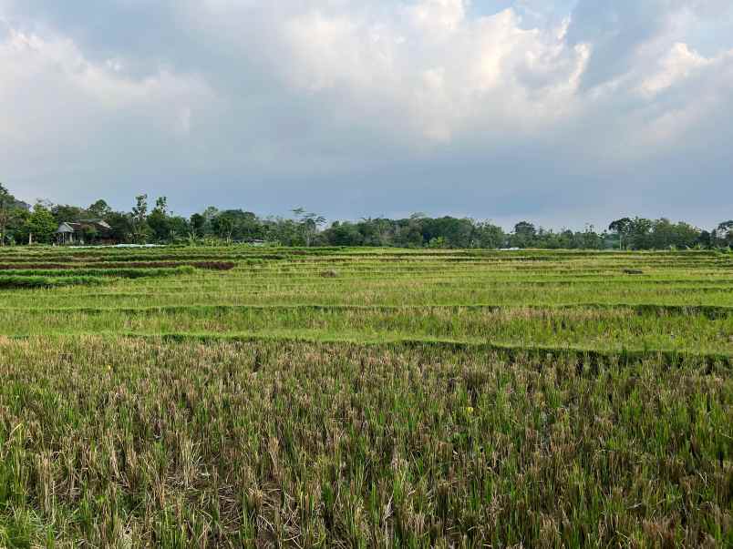 tanah sawah subur 3681m matesih karanganyar