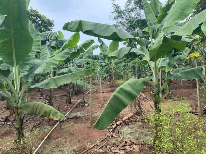 dijual cepat tanah munjul solear tangerang banten
