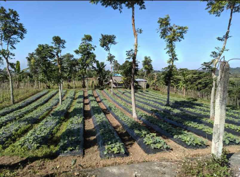 dijual tanah baturiti tabanan bali