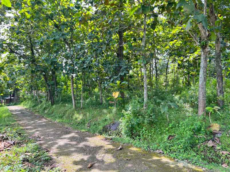 dijual tanah kebun jati 1200m kerjo karanganyar