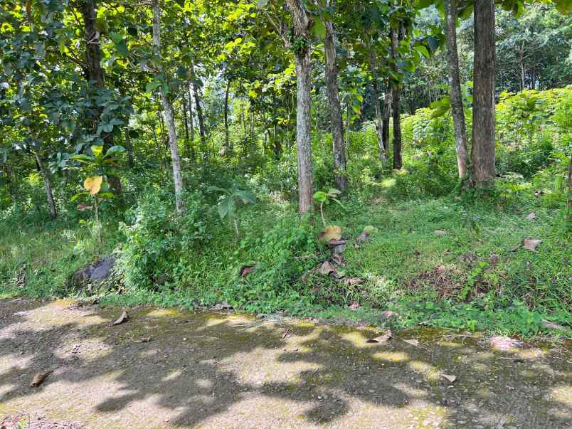 dijual tanah kebun jati 1200m kerjo karanganyar