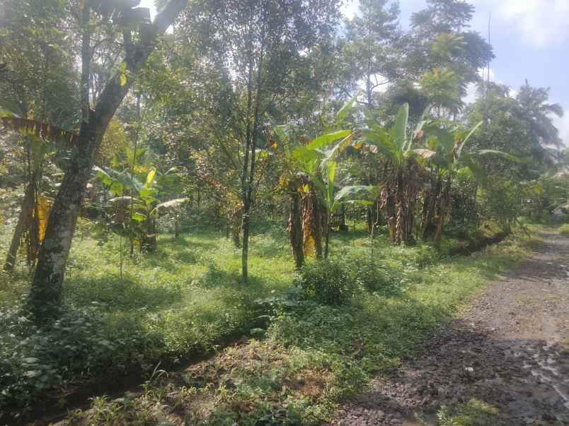 dijual tanah kebun pinggir jl desa