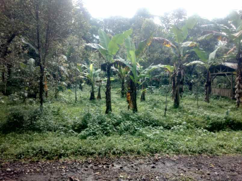 dijual tanah kebun pinggir jl desa