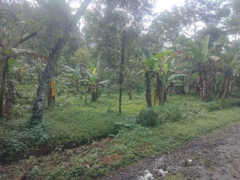 dijual tanah kebun pinggir jl desa