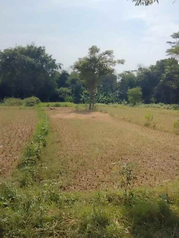 dijual tanah sarewu kec pancalang kab