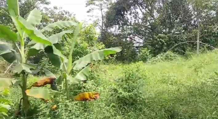 dijual tanah subang