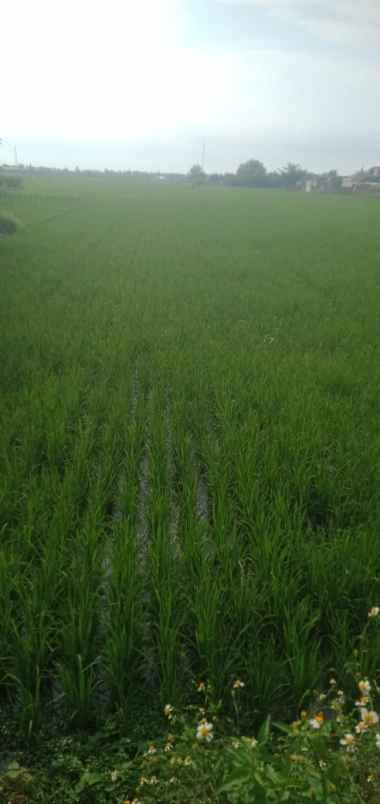 dijual tanah tegalsari cuplik sukoharjo