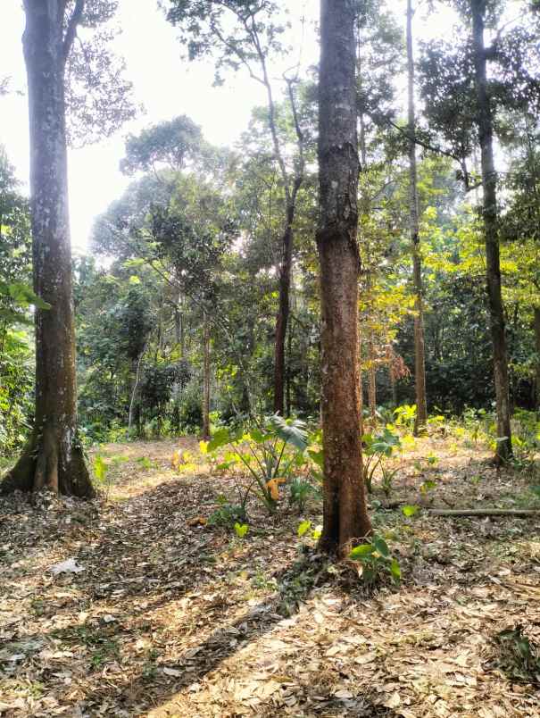 jual kebun duren murah semarang kota