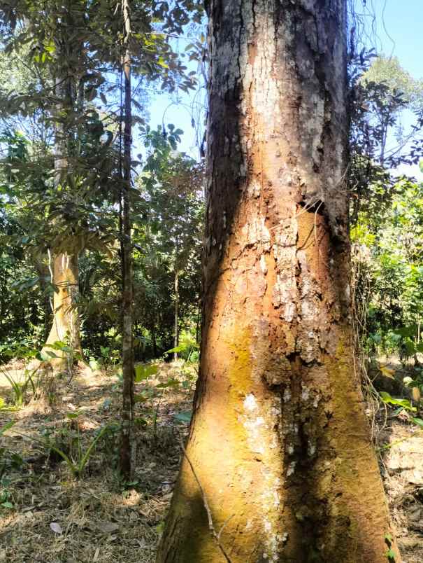 jual kebun duren murah semarang kota