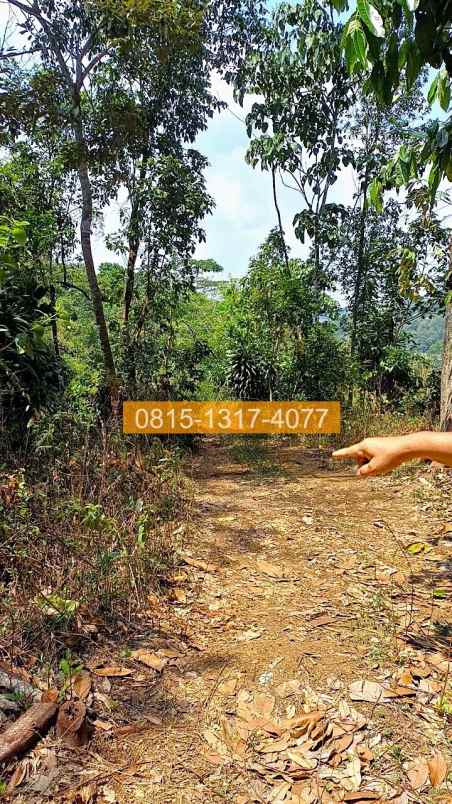 jual tanah di sukamakmur jonggol 50000m2 47c2c2