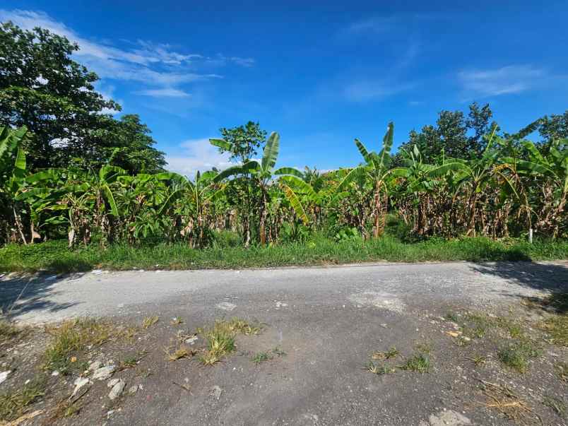 jual tanah komersial di berawa canggu bali