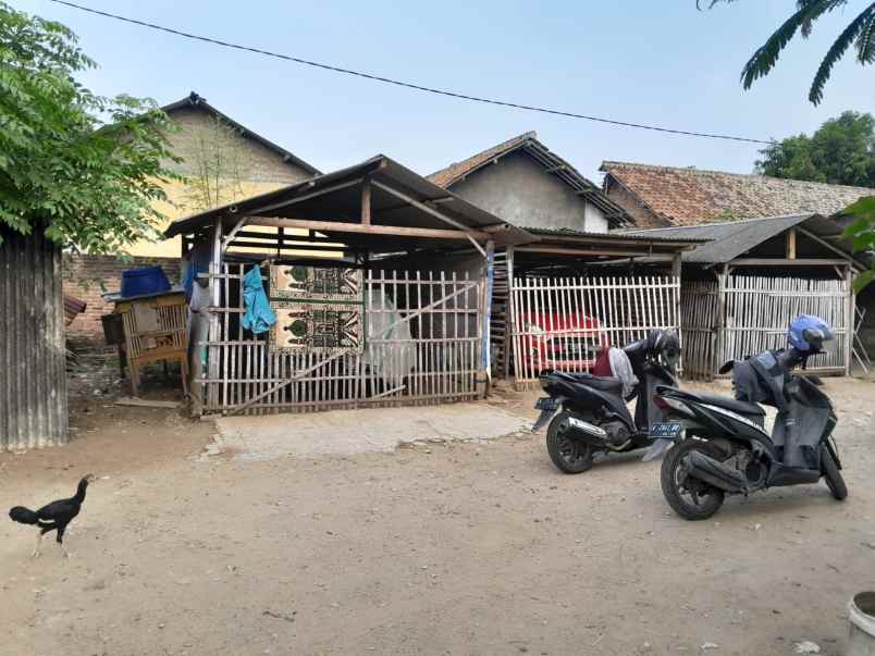 rumah luas 400 m 5 kamar di ciruas