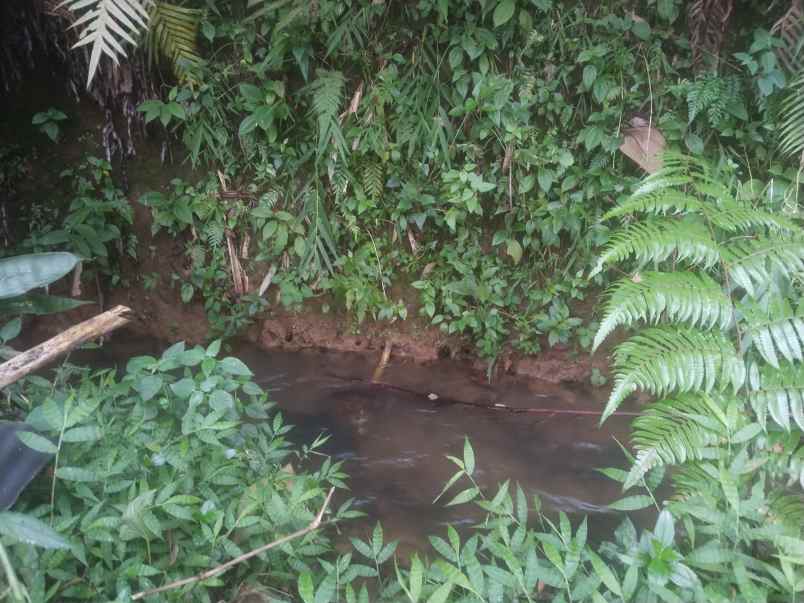 tanah bekas kolam ciater subang jawa barat