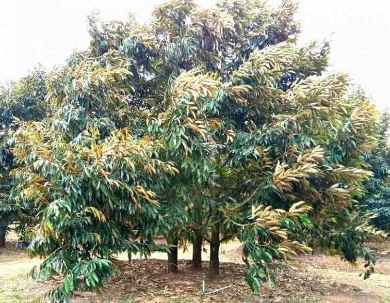 tanah cisomang kota walini