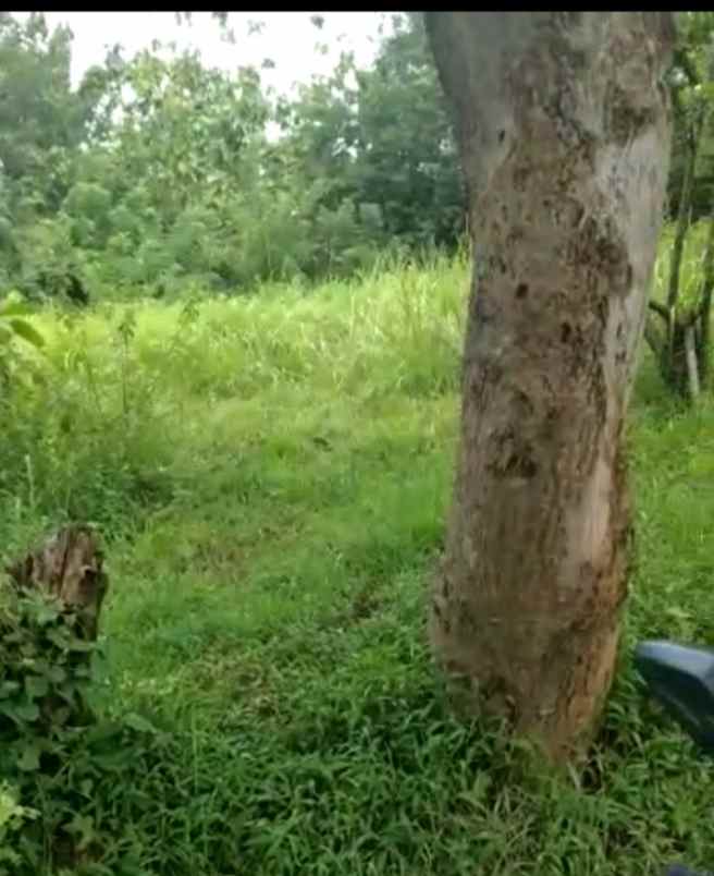 tanah desa karang anyar